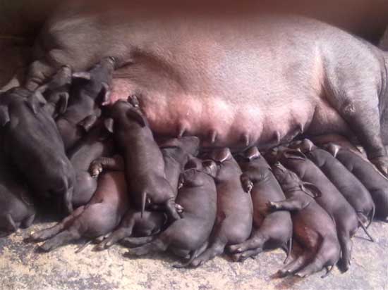 母猪产后护理措施