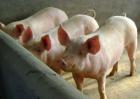 生态养猪场建设方案