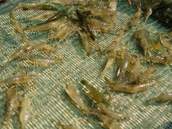 青虾高效池塘养殖技术