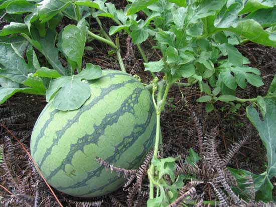 无籽西瓜的高效栽培技术