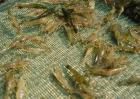 青虾高效池塘养殖技术