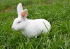 獭兔养殖成本和利润