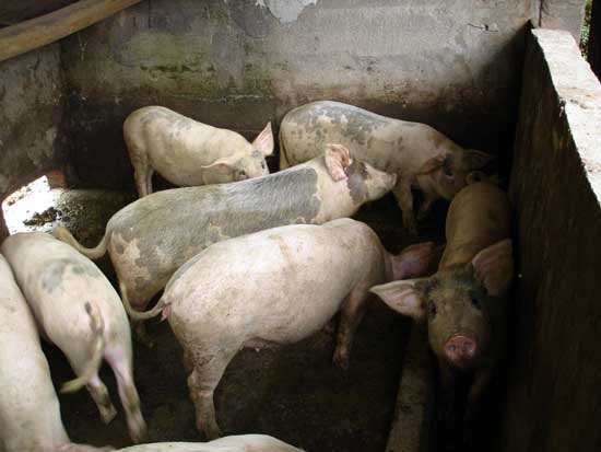 农村高效养猪技术