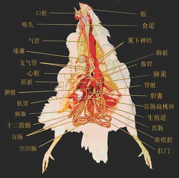 鸡的生理解剖图