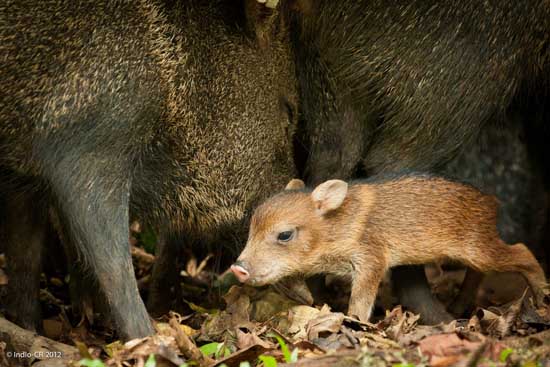 适时配种可以提高野猪养殖效益