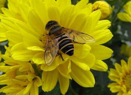 蜜蜂疾病观察诊断技术