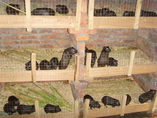 黑豚养殖产业引领绿色农业可持续发展标杆