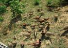 七彩山鸡的养殖前景