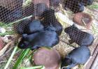 黑豚养殖到底有没有前途？