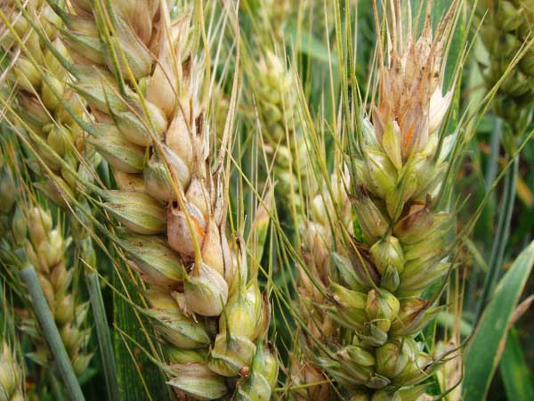 感染小麦赤霉病的小麦