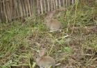 杂交野兔养殖技术