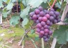 巨峰葡萄高产栽培技术