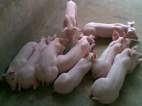 猪流行性腹泻防治方法