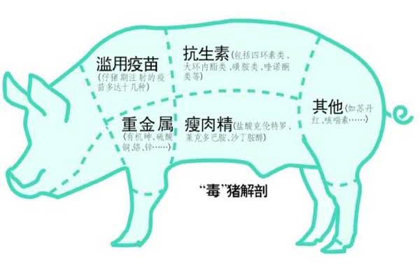 猪饲料中添加瘦肉精的危害