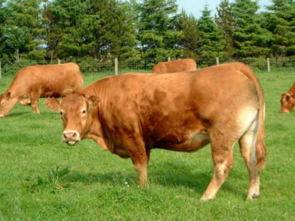肉牛快速育肥技术