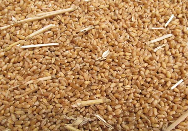 小麦胚芽油的作用