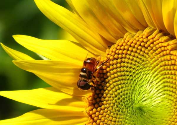 蜜蜂黑蜂病防治方法