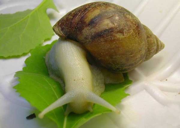 蜗牛养殖的三种方法