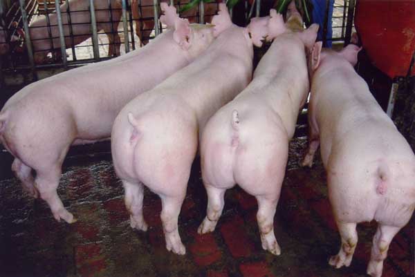 2014现在养猪前景如何？