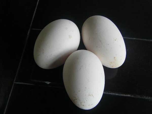 孕妇能吃鹅蛋吗?孕妇吃鹅蛋有什么好处？