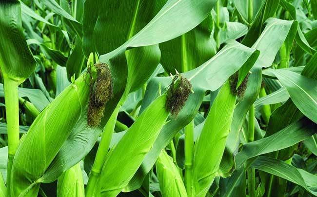 玉米的营养价值及功效与作用