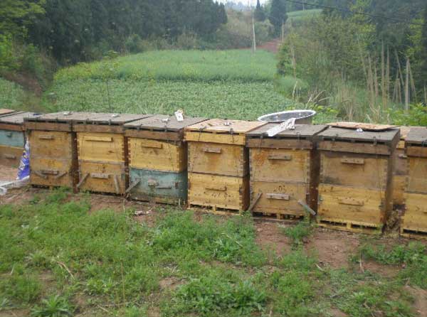 常见蜜蜂养殖工具