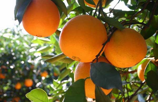 柑橘黄叶病防治技术