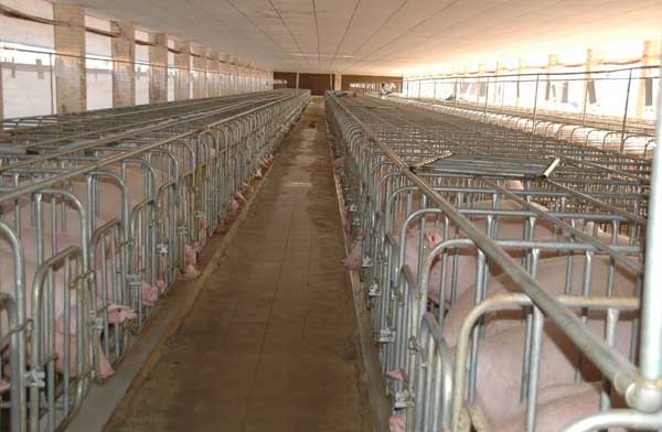 存栏上万头养猪场建设方案
