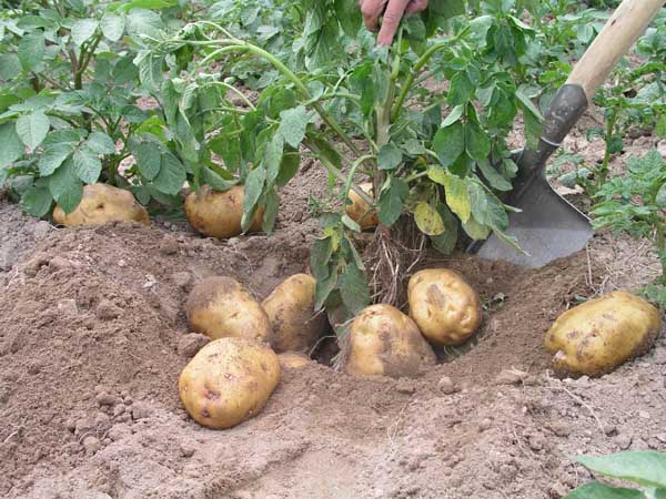 马铃薯种植施肥技术