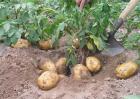 马铃薯种植施肥技术