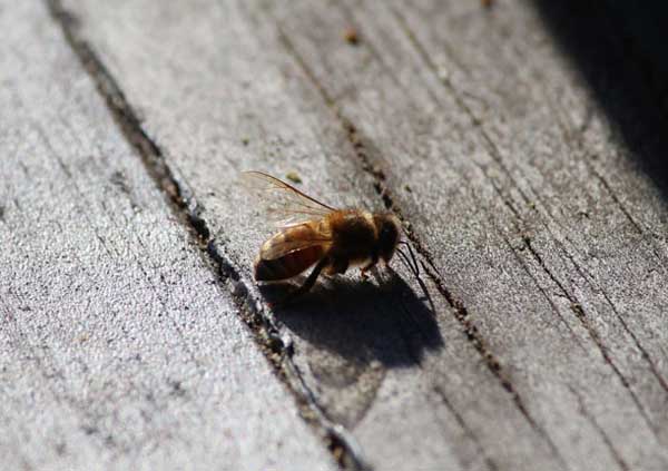 蜜蜂养殖场消毒技术
