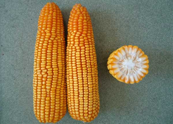 高产的玉米种子品种主要有哪些？