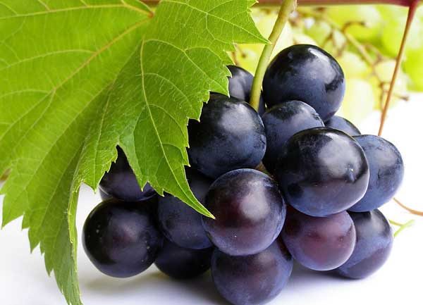 葡萄的品种有哪些?