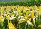 影响玉米收成的因素及处理措施