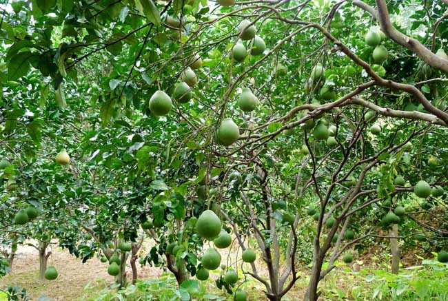 柚子树的病虫害防治