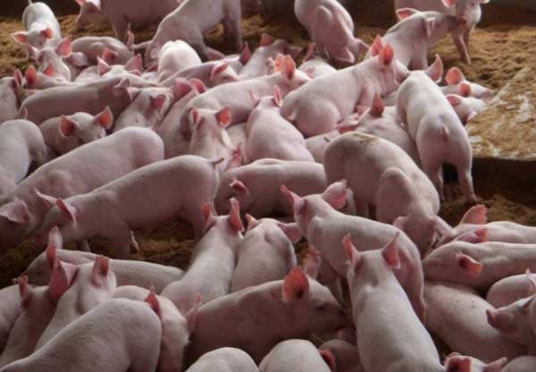 猪养殖效益分析