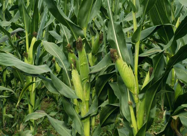 玉米的合理种植密度