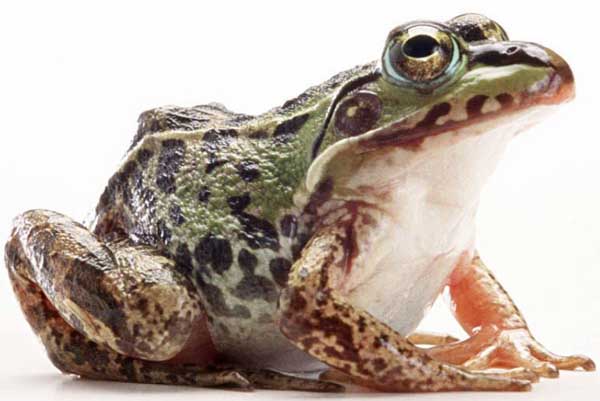 牛蛙的疾病及防治