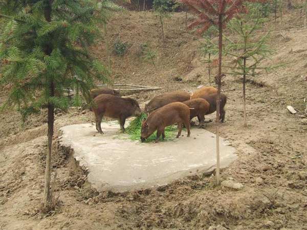 特种野猪养殖