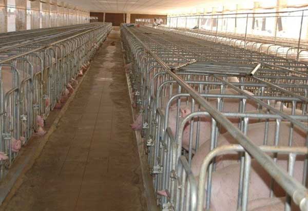 提高规模化养猪经济效益的有效措施