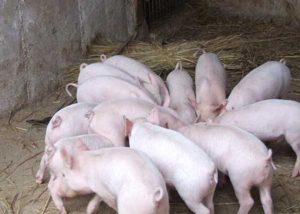 猪链球菌病的治疗方法与防治措施