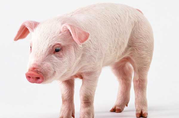 猪链球菌病的疾病表现