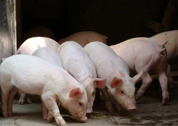 猪链球菌病的预防措施