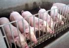 规模化养猪效益分析