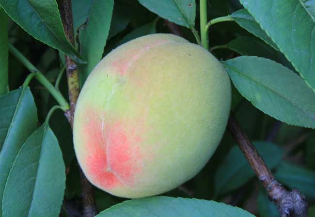 孕妇能吃桃子吗？