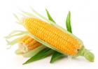 经常吃玉米会胖吗?