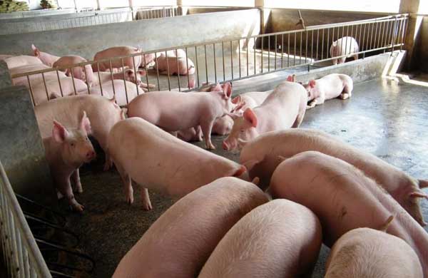 如何提高养猪经济效益？