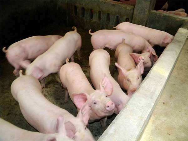 哺乳仔猪饲养管理技术