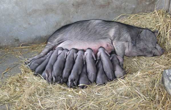 如何促进母猪发情排卵？