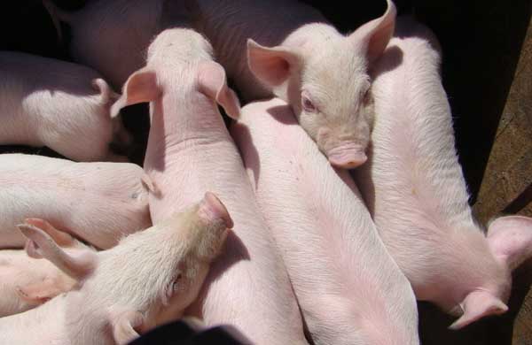 三元杂交瘦肉猪的养殖管理技术